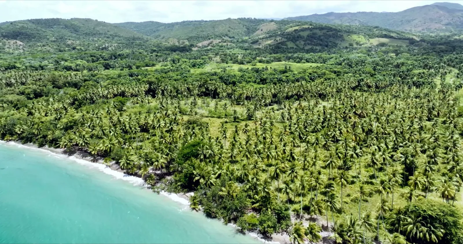Un bosque de cocoteros que llega hasta una larga playa de agua turquesa