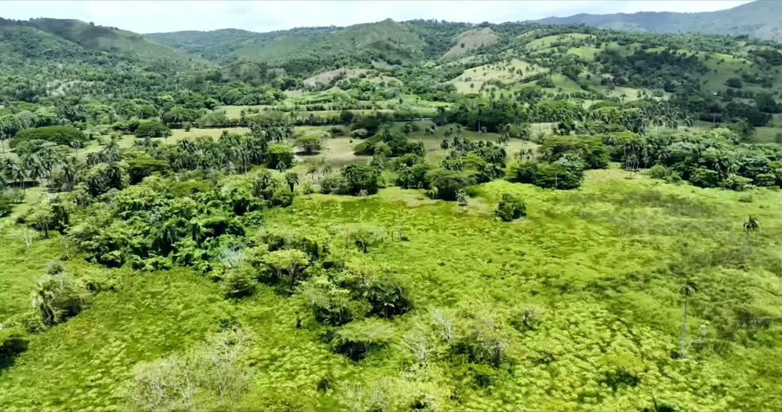 Valle verde de pasto y palmeras al pie de lomas boscosas