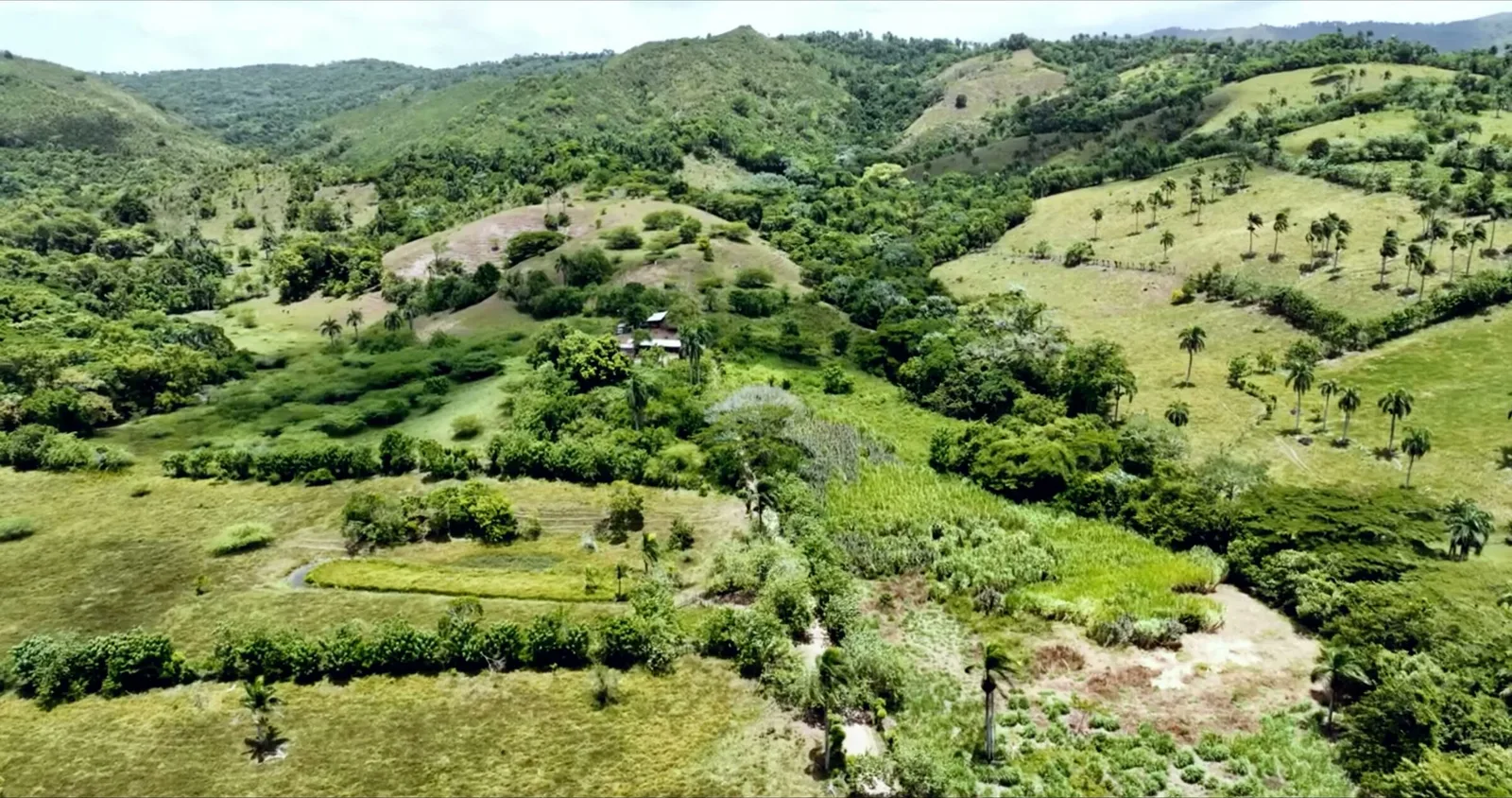 Lomas con pastos, hileras de árboles y una pequeña finca
