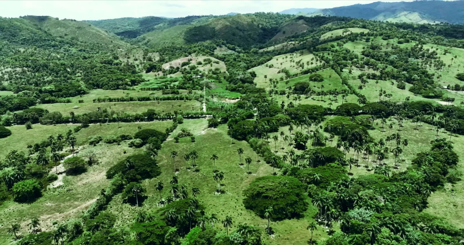 Valle interior con pastos, palmeras dispersas y lomas verdes