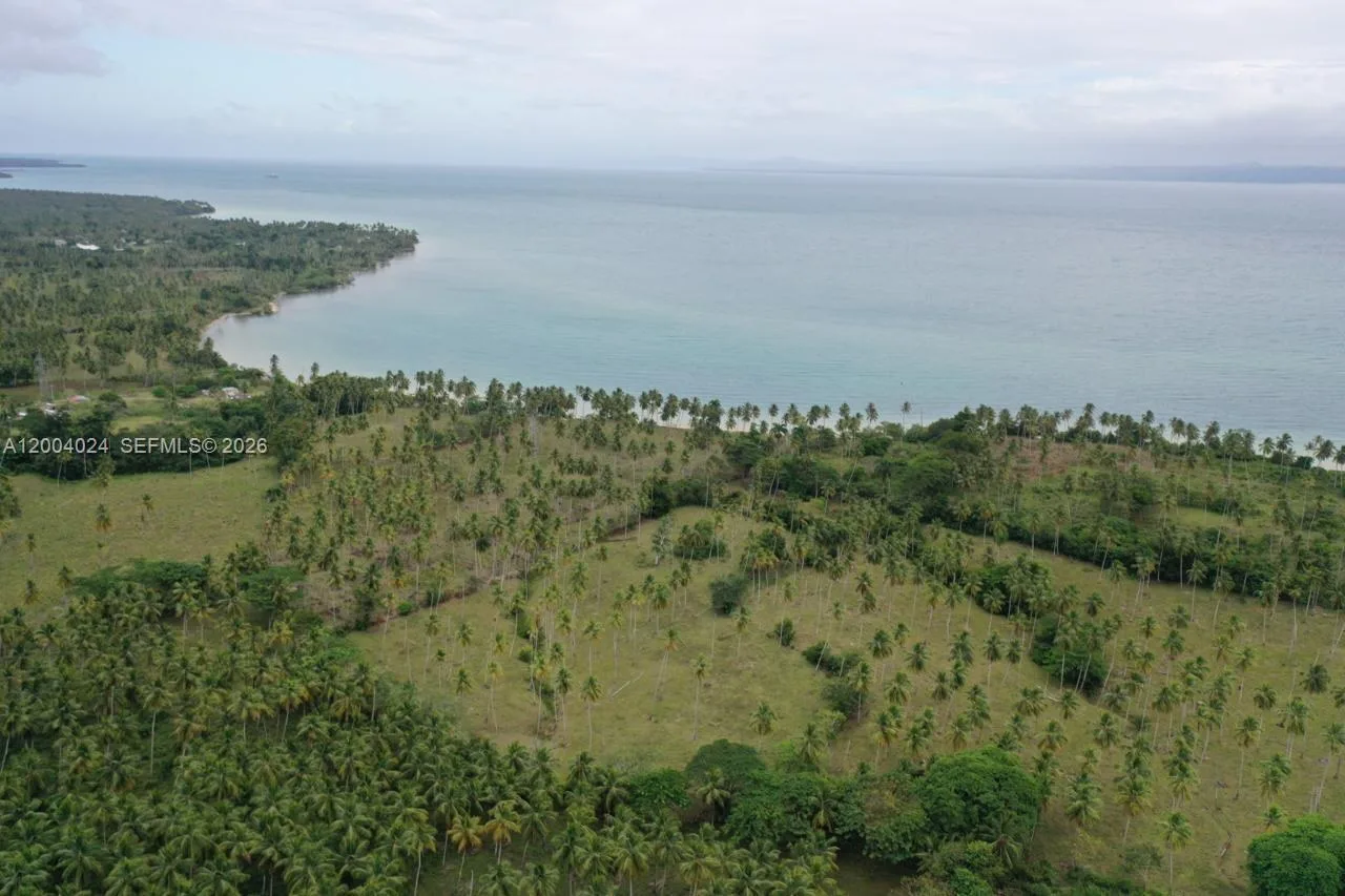 Veduta aerea più ampia del terreno punteggiato di palme, con la baia e un promontorio sullo sfondo