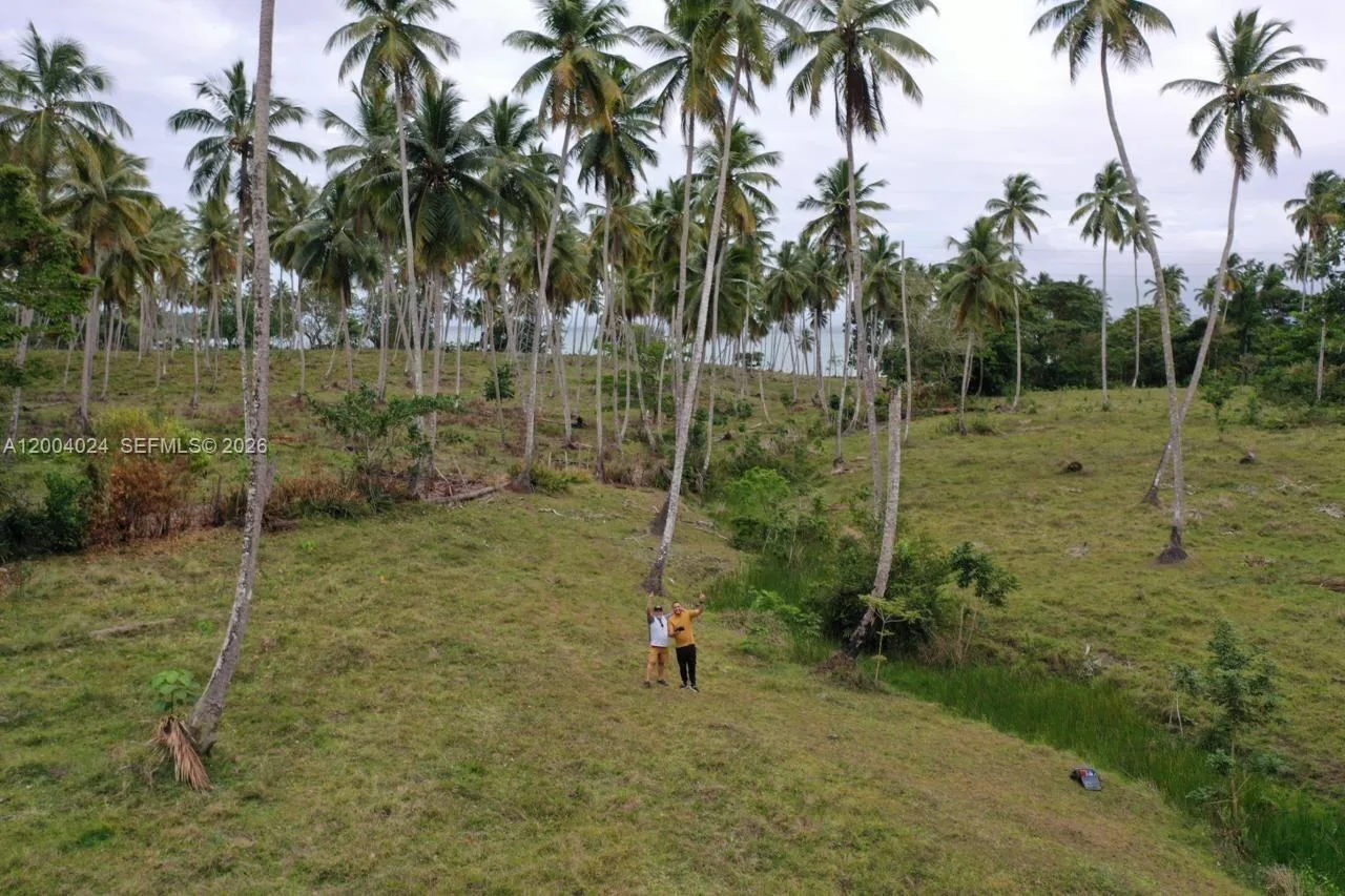 Vista dal suolo di prato e alte palme da cocco, con due persone in piedi sul terreno