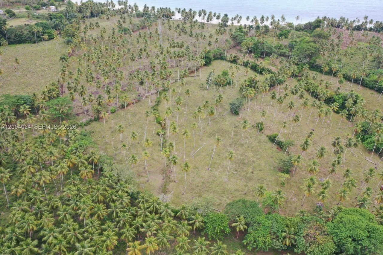 Un pendio erboso disboscato con palme sparse, circondato dal palmeto di cocco