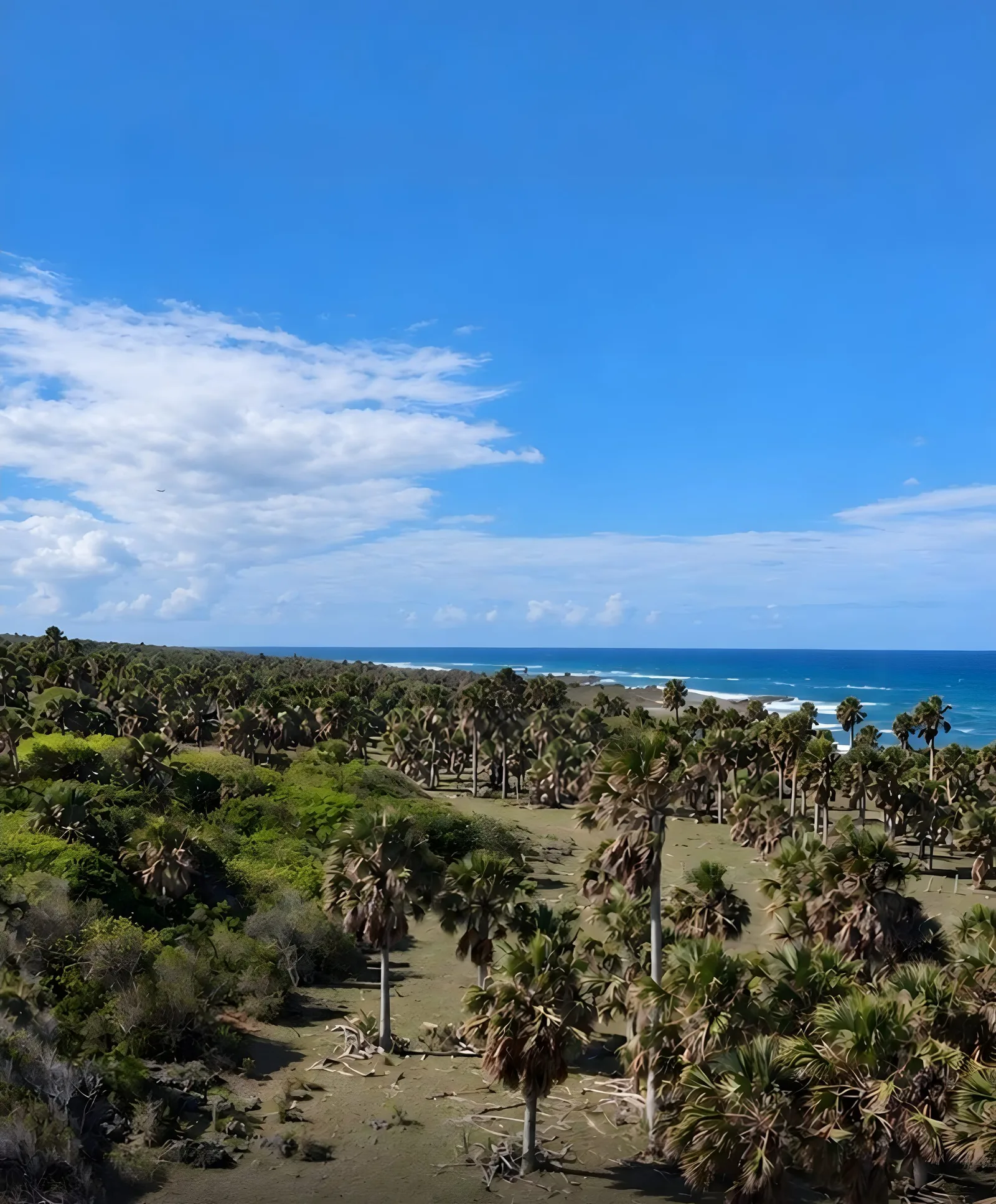 Palmar nativo sobre pastizal seco, con el mar en el horizonte